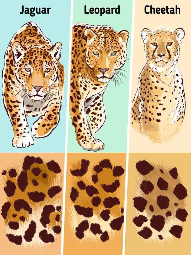 Differences Between Leopards, Jaguars, and Cheetahs: A Comparative ...
