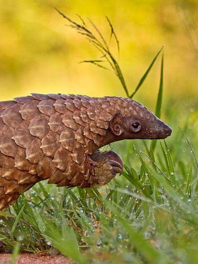 Animalia - Pangolin | 3D Animals | Unity Asset Store