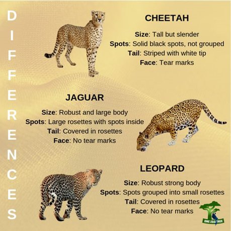 Differences Between Leopards, Jaguars, and Cheetahs: A Comparative Analysis  of Big Cats - My wildlife world