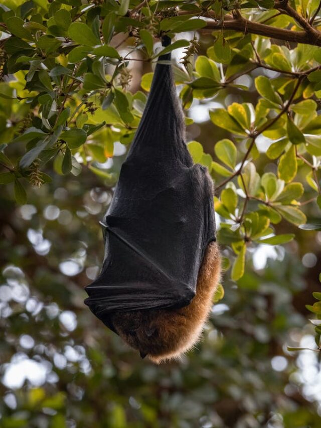 “Winged Wonders of the Night: Bats”