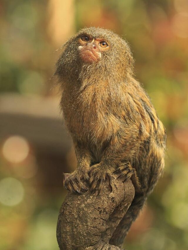 “The World’s Smallest Primate: Pygmy Marmoset”