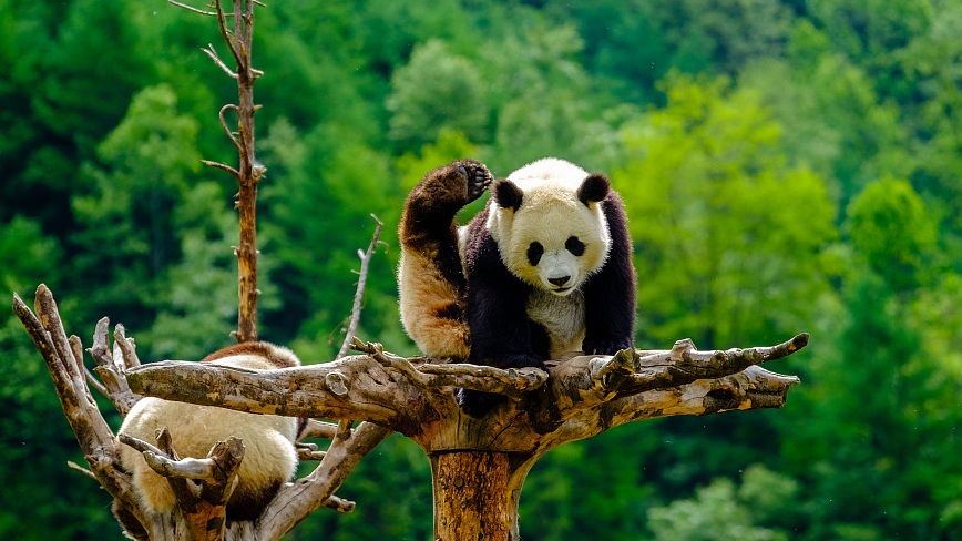 Giant Panda: Taxonomy, Habitat, Conservation status - My wildlife world