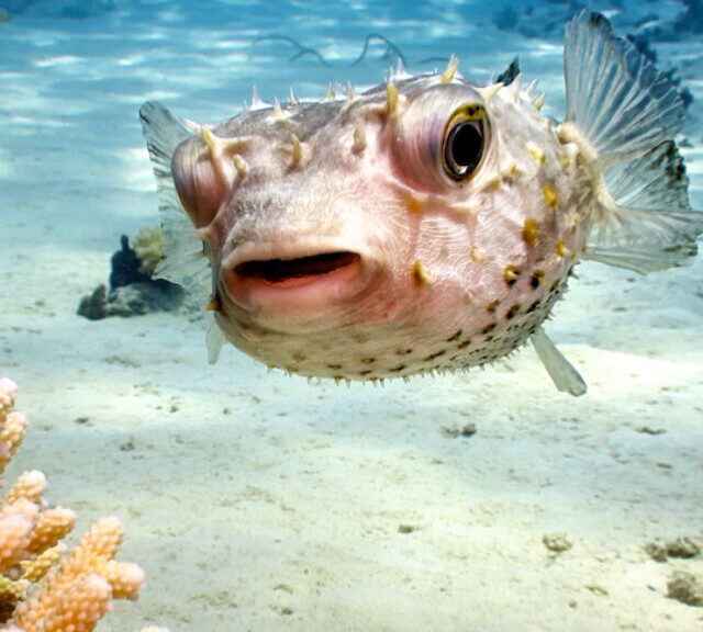 Porcupine fish (diodon hystrix) in Red Sea, Egypt