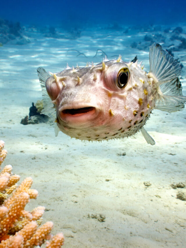 “Puffed Wonders: Fact about Pufferfish”