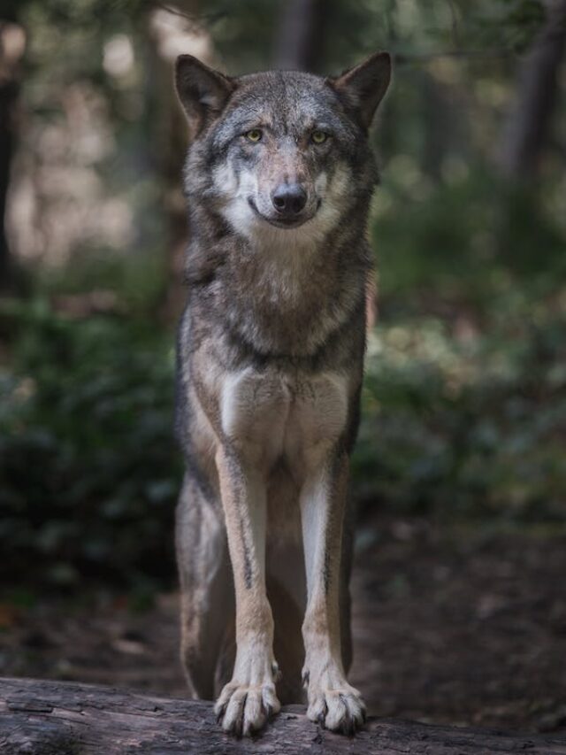 ”One Of the most intelligent animal and Amazing fact about: Wolves”
