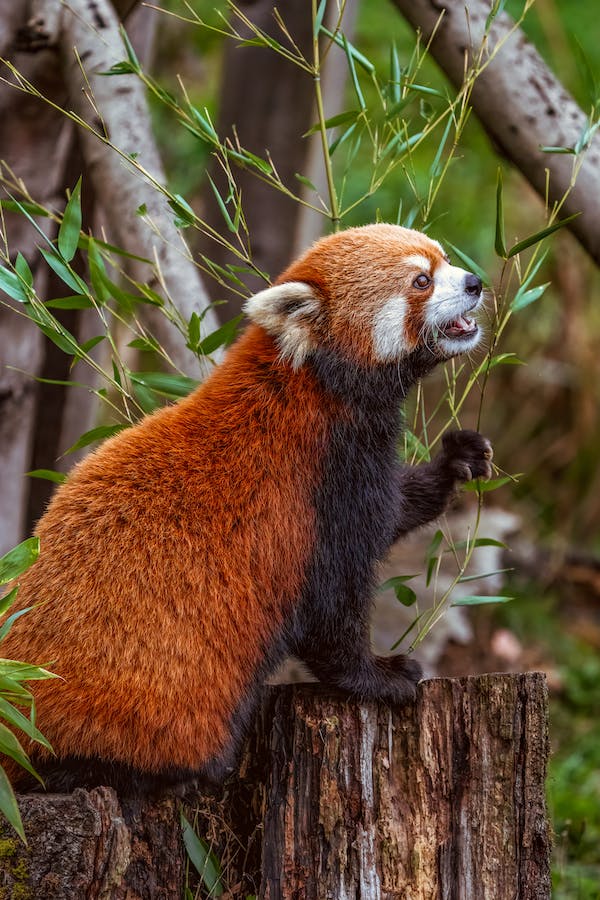 Red panda : Taxonomy, Habitat, Diet, Behavior, conservation status