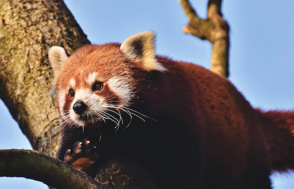 Red panda : Taxonomy, Habitat, Diet, Behavior, conservation status