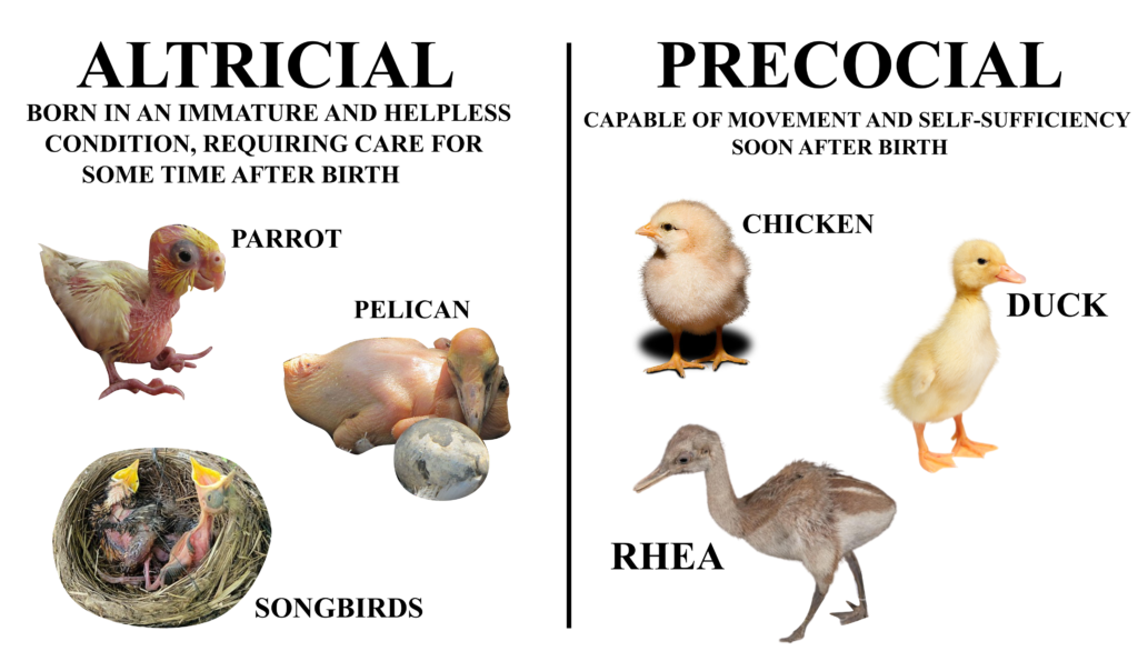 What is Precocial and Altricial Animals - My wildlife world