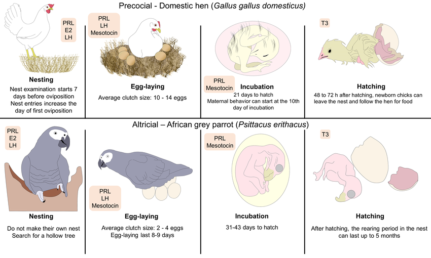 What is Precocial and Altricial Animals - My wildlife world